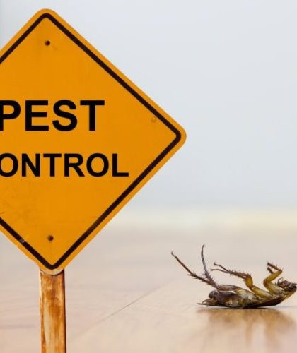 Tips For Effective Pest Control For Your Home