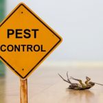Tips For Effective Pest Control For Your Home